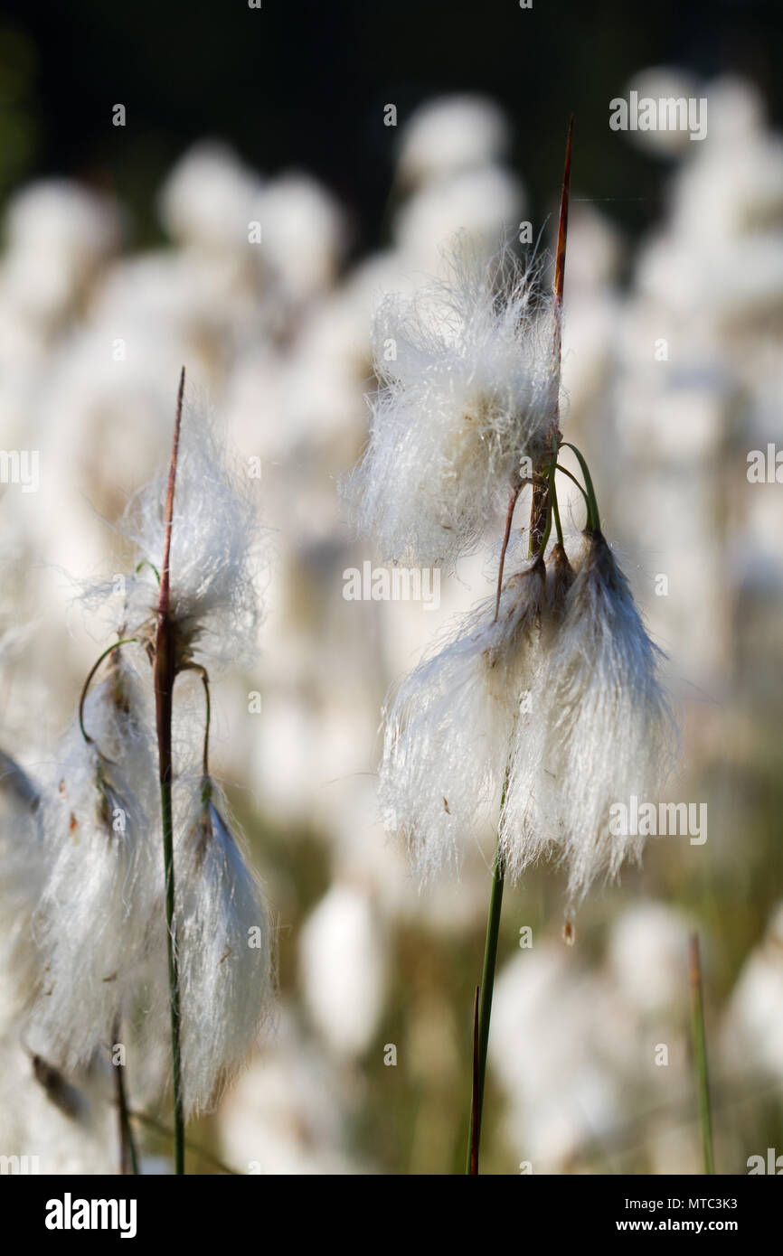 La fleur blanche chefs de linaigrettes commun ou conjoint de fait cottonsedge, également connu sous le nom de coton Tourbière Banque D'Images