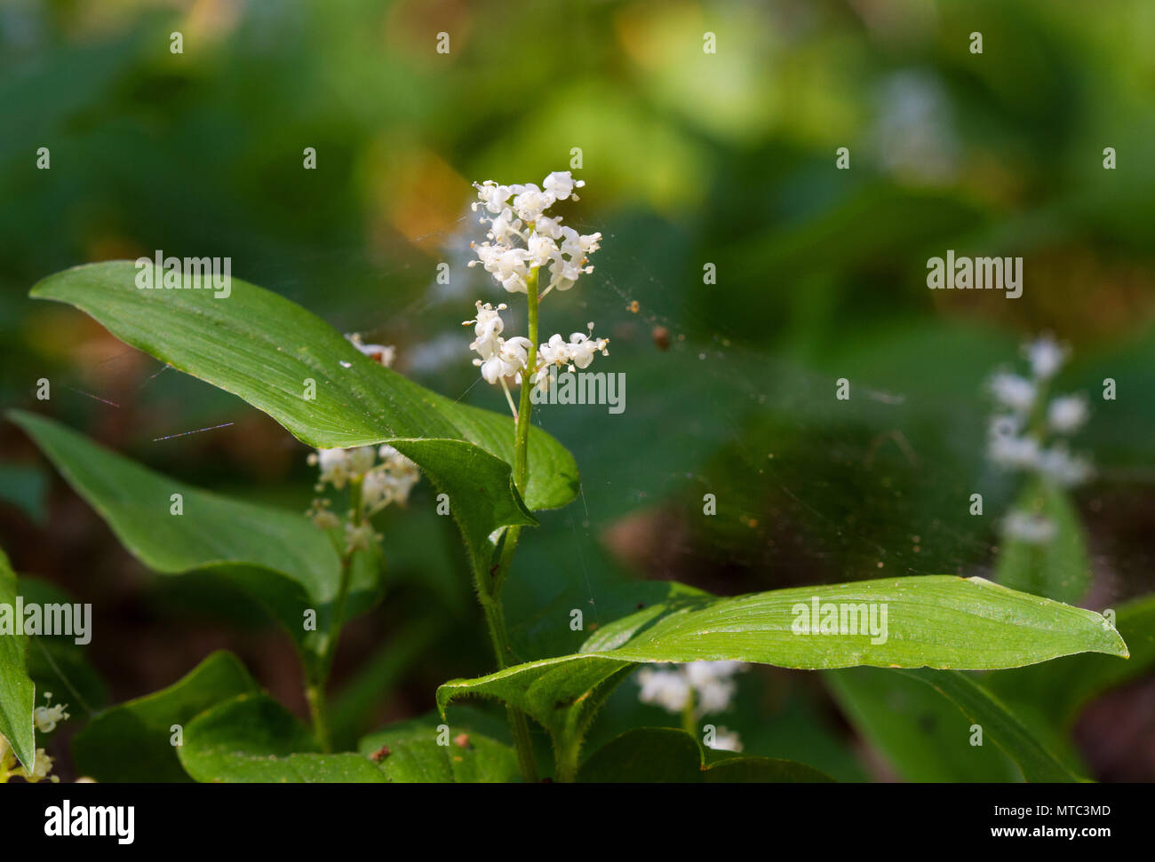 Faux muguet, également connu sous le nom de Lily, peut-être avec des fleurs  blanches au printemps Photo Stock - Alamy