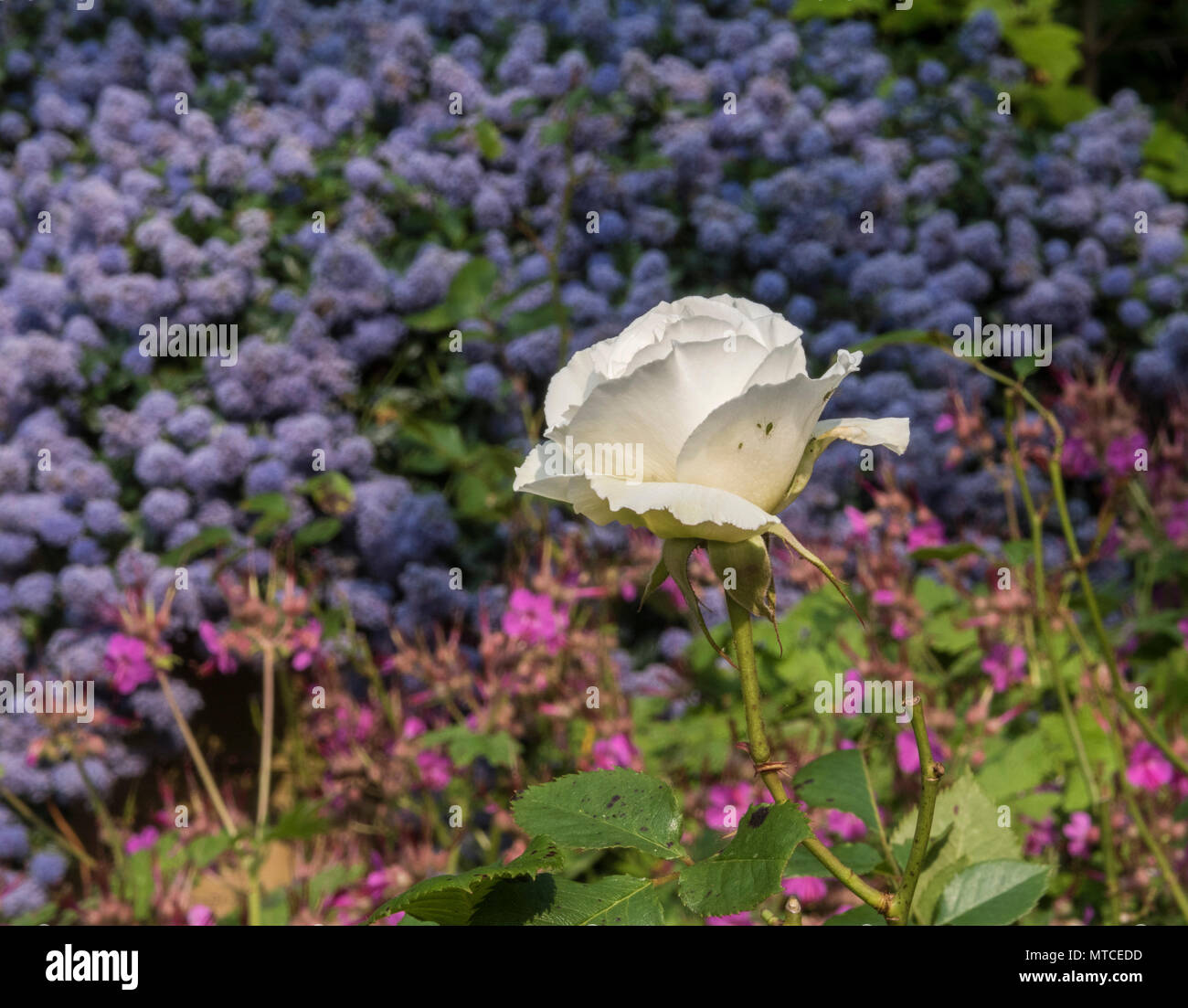 Margaret Merril rose, ancienne variété de rose, très parfumé, mais enclin à la tache noire et d'autres maladies, avec ceanothus thyrsiflorus derrière. Banque D'Images