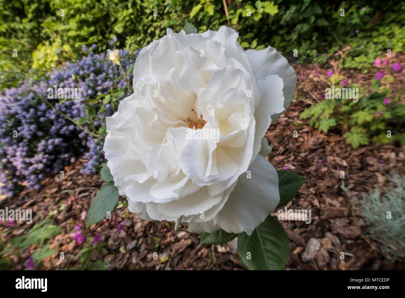 Margaret Merril rose, ancienne variété de rose, très scenrted, mais sujet à la tache noire et autres maladies. Banque D'Images Margaret Merril rose, ancienne variété de rose, très scenrted, mais sujet à la tache noire et autres maladies. Banque D'Images