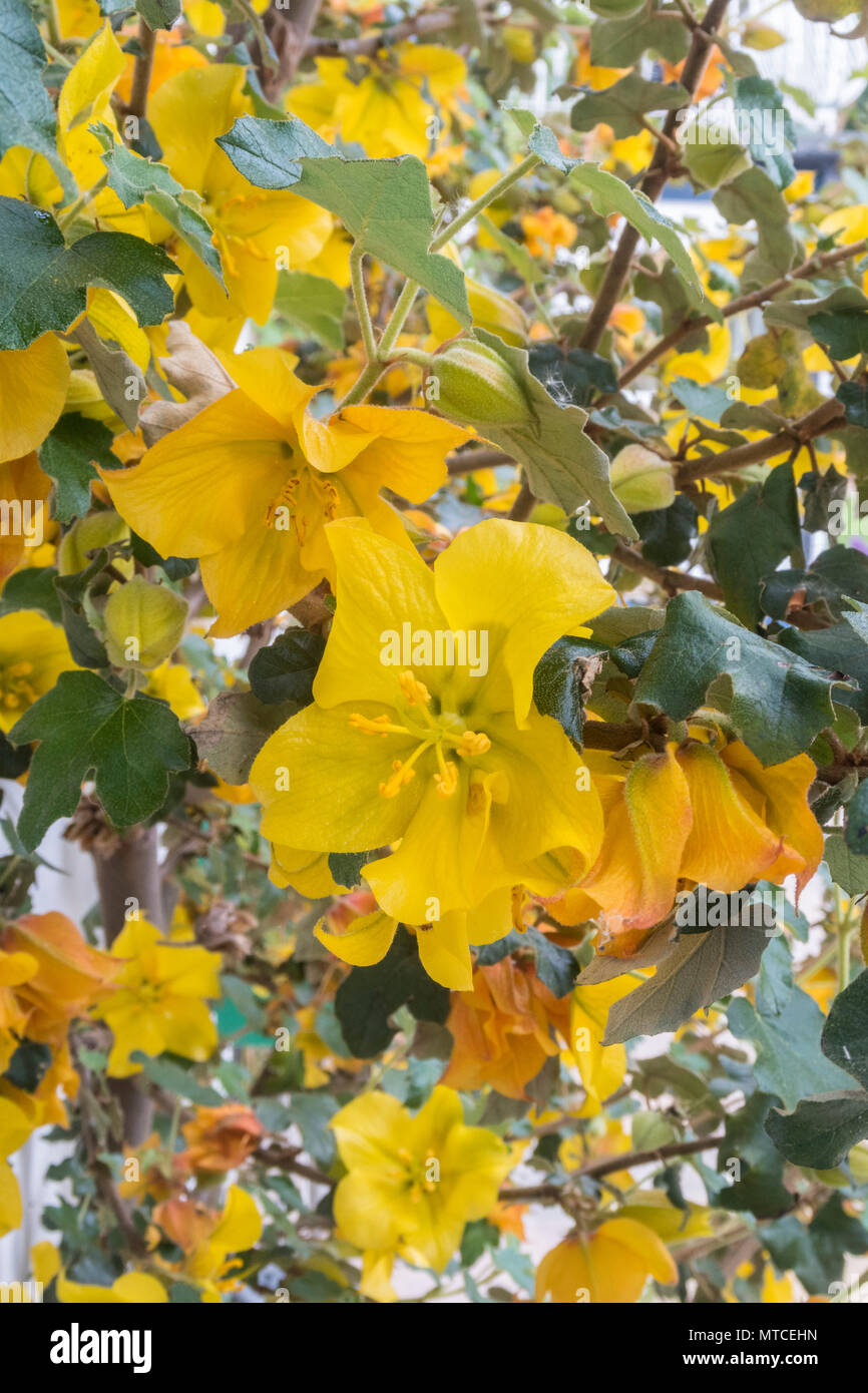 Fremontodendron California Glory grandir le mur blanc d'une maison Banque D'Images