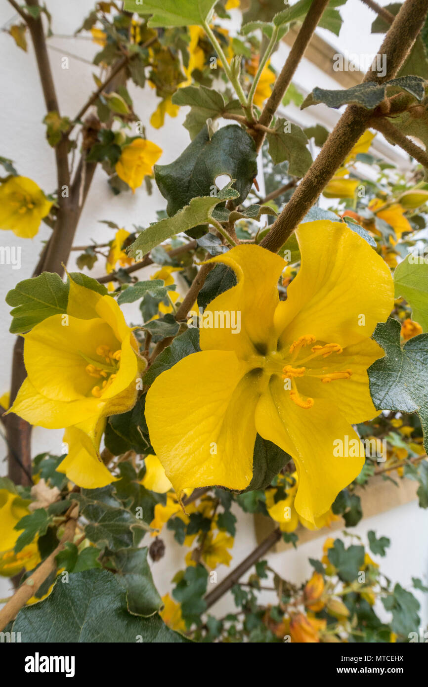 Fremontodendron California Glory grandir le mur blanc d'une maison Banque D'Images