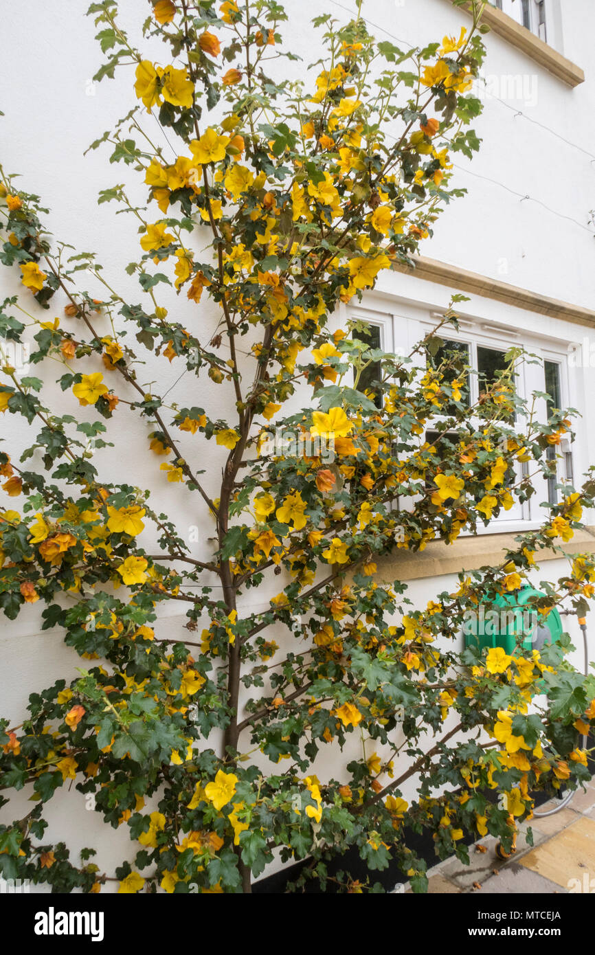 Fremontodendron California Glory grandir le mur blanc d'une maison Banque D'Images
