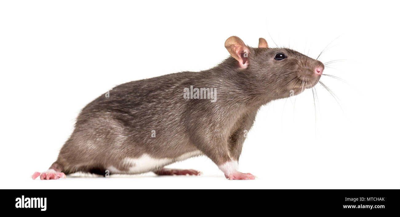 Rat , 6 mois, standing against white background Banque D'Images