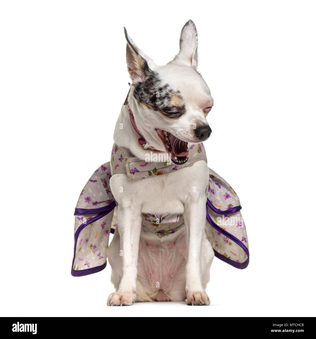 Chihuahua chien , 4 ans, assis à l'arrière-plan blanc Banque D'Images