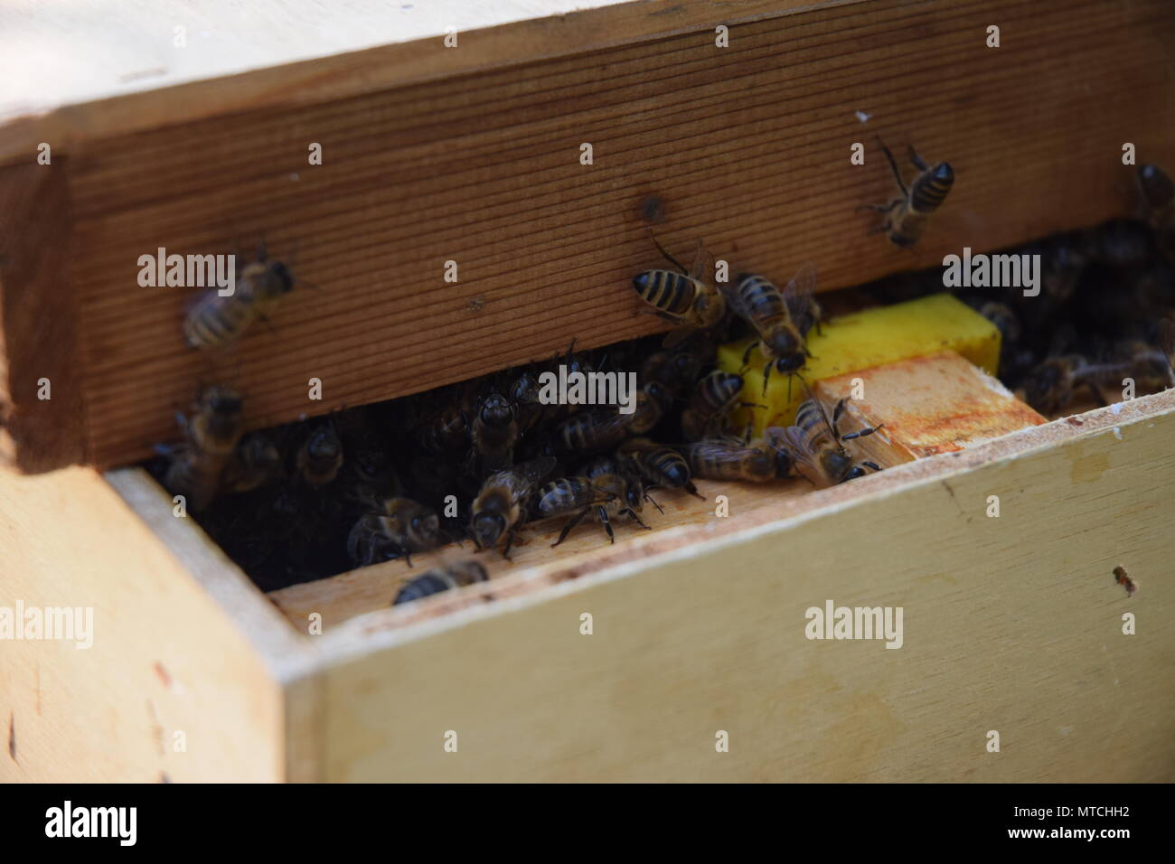 D'UN ESSAIM D'ABEILLES RÉCUPÉRÉ DANS UNE BOÎTE, EN PRÉPARATION POUR RE-homing. WEST SUSSEX, LE 25 MAI 2018. Banque D'Images