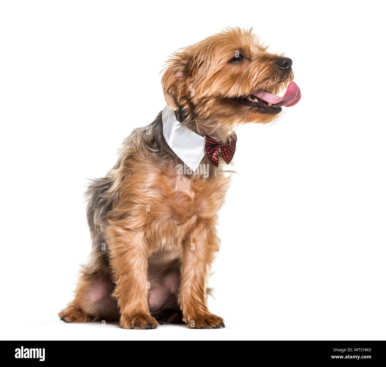 Chien yorkshire terrier en nœud papillon et collier assis contre fond blanc Banque D'Images
