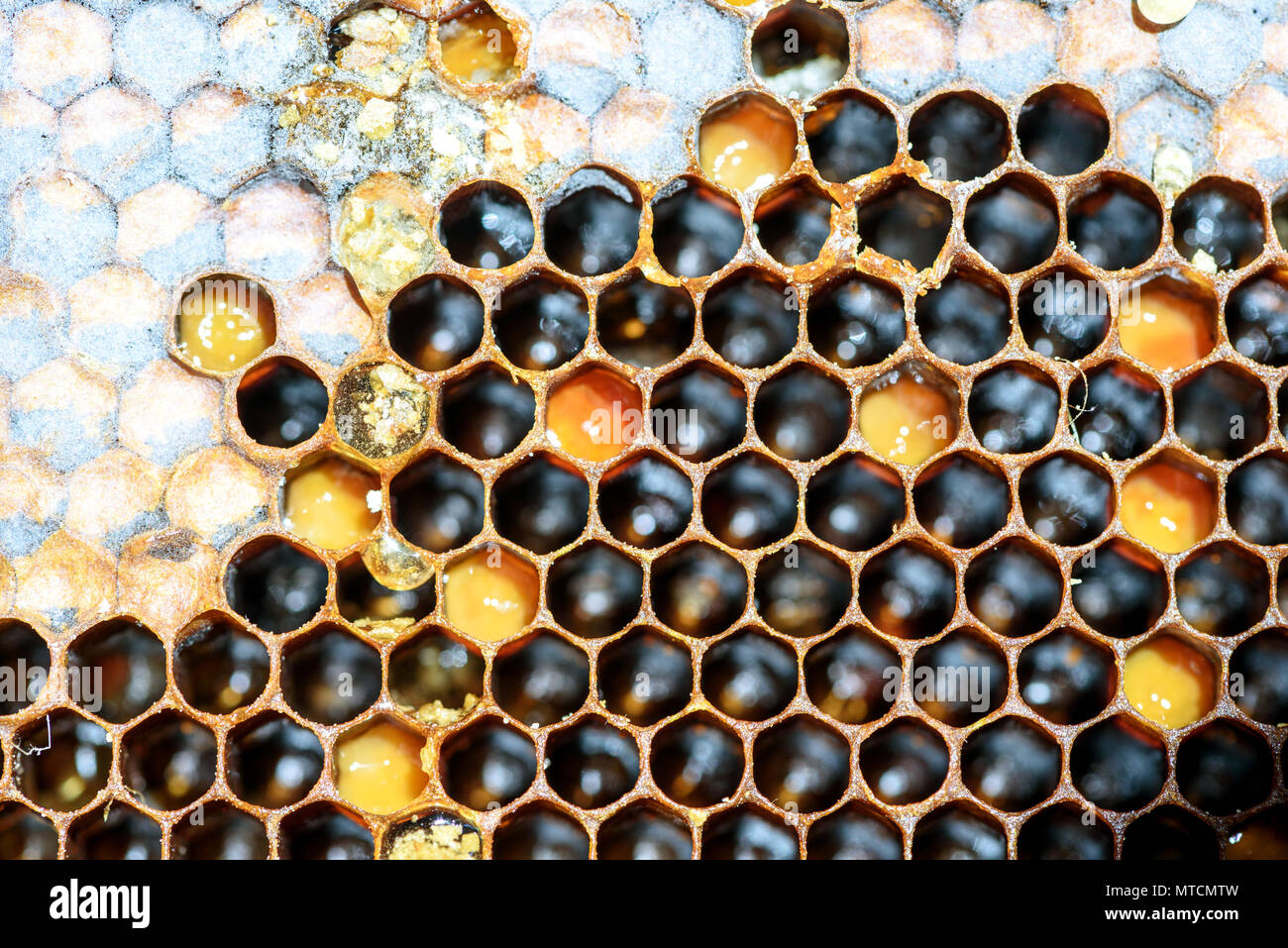 Closeup Macro de nid d'abeille jaune dans un hexagone avec des compartiments étanches au miel d'or de l'intérieur de la ruche à l'état sauvage dans la nature Banque D'Images