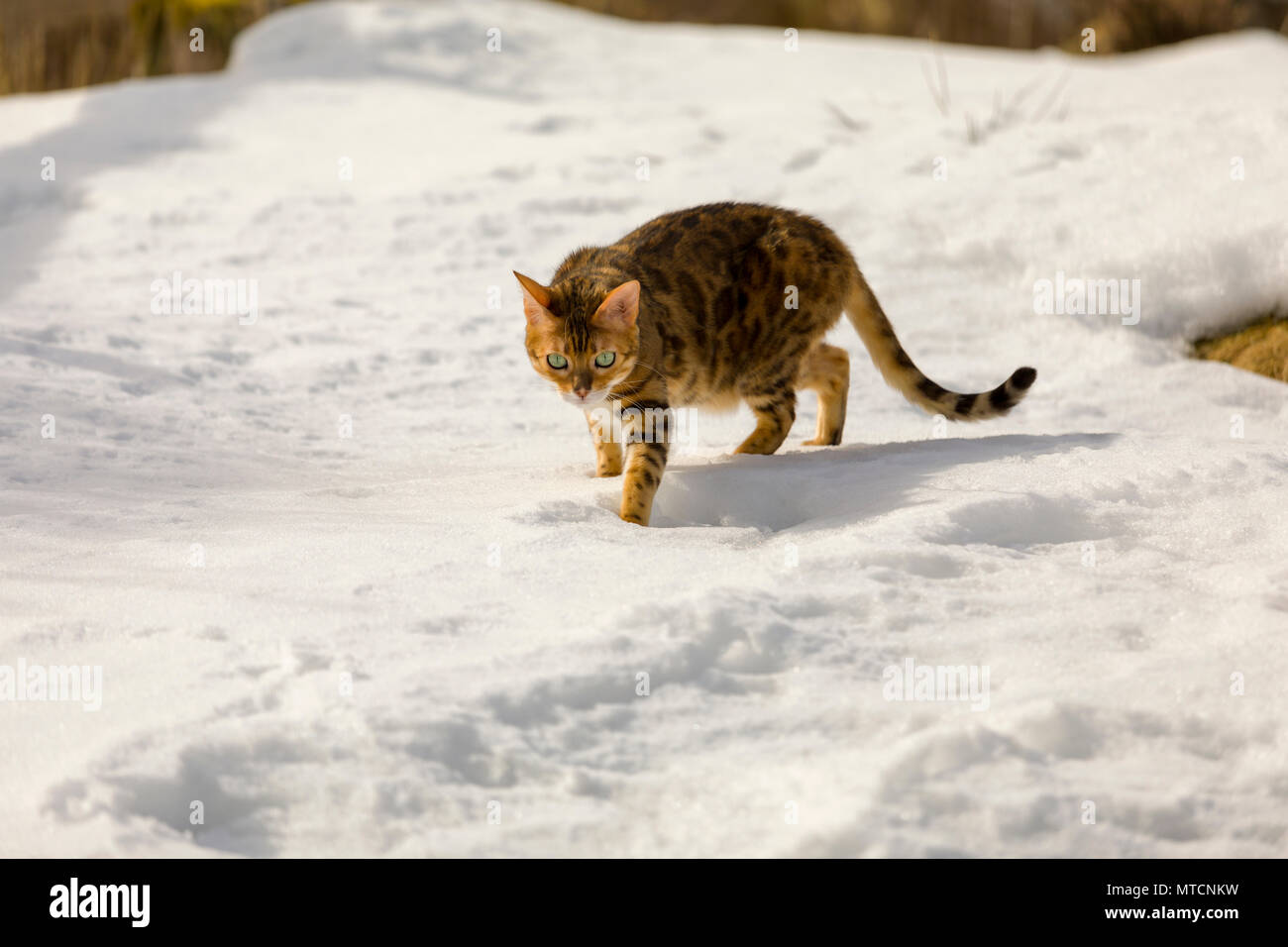 Beau chat Bengal femelle à l'extérieur dans la neige en hiver Banque D'Images