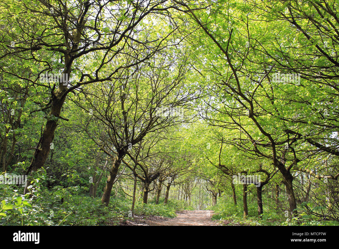La forêt dans la vallée de la réserve RSPB Coombes, UK Banque D'Images