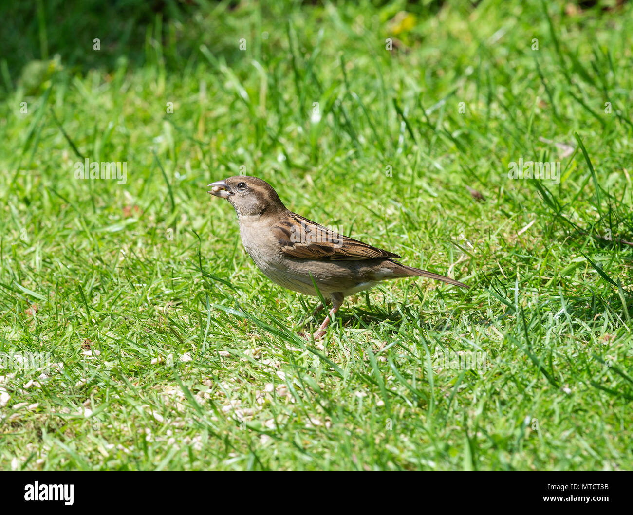 Une femelle adulte House Sparrow se nourrissant de graines de tournesol coeurs sur une pelouse dans un jardin en Alsager Cheshire England Royaume-Uni UK Banque D'Images