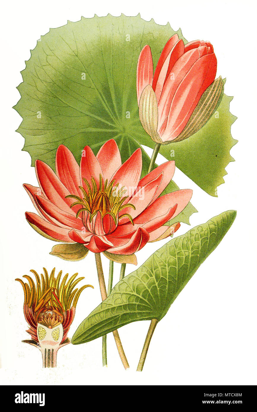 Nymphaea lotus var rubra Banque de photographies et d’images à haute résolution Alamy
