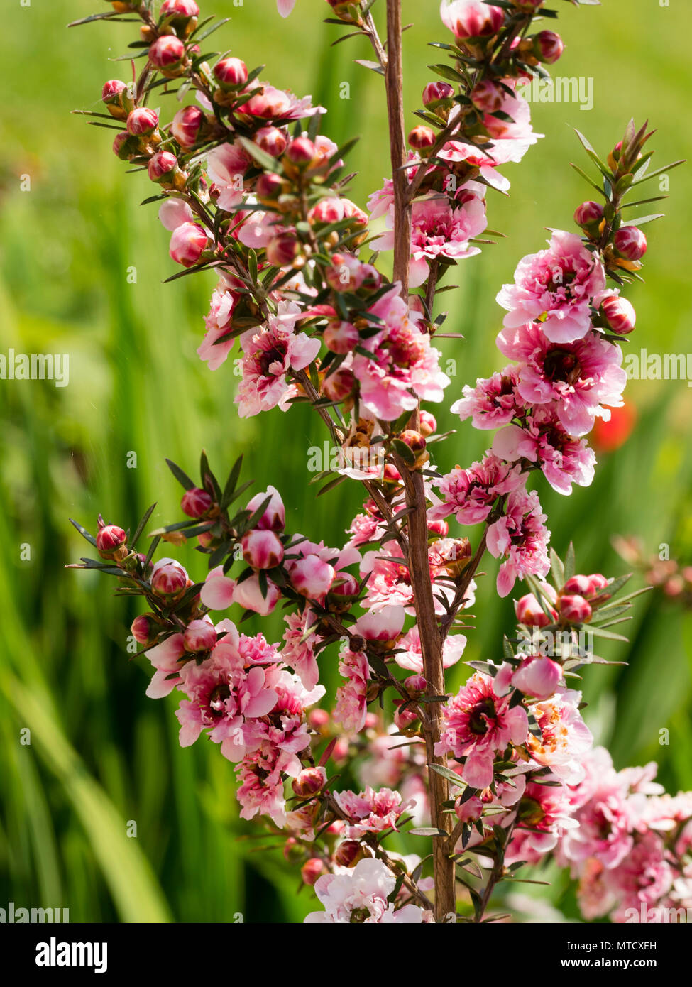 Rose double forme du Manuka Nouvelle-zélande ou arbre à thé, Leptospermum scoparium, la floraison au début de l'été Banque D'Images