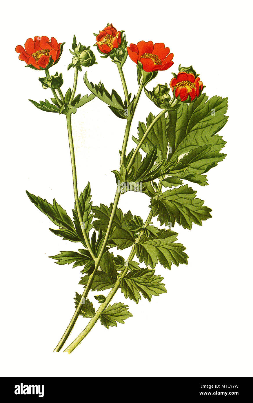 Geum chiloense, Scarlet, benoîte benoîte chilien, Double Bloody Mary. , L'amélioration de la reproduction numérique d'une impression du 19e siècle Banque D'Images