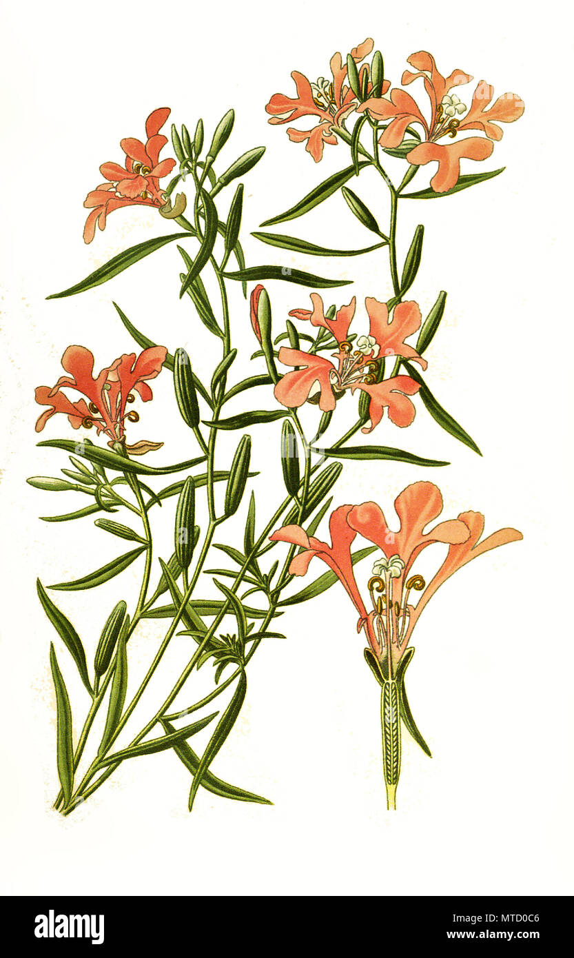 Clarkia pulchella, pinkfairies, ragged robin, et deerhorn clarkia ...