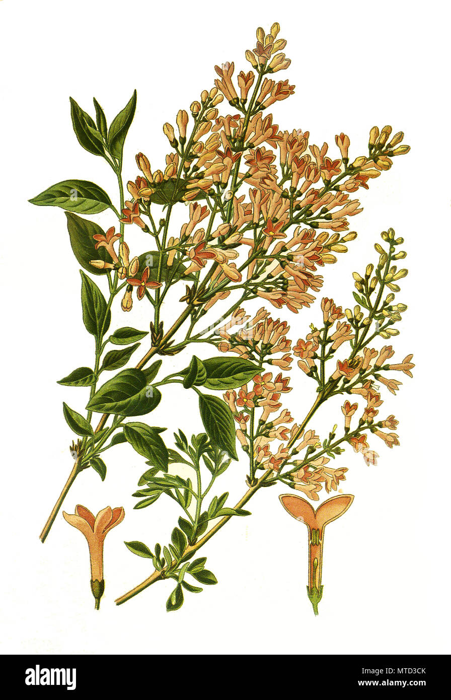 Syringa persica, lilas de Perse. Persischer Flieder, amélioration de la reproduction numérique de l'imprimé du 19e siècle Banque D'Images