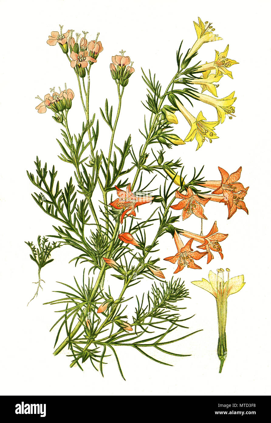 Gilia tricolor Gilia coronopifolia, illustrant les yeux, oiseau, gilia  tricolor gilia. , L'amélioration de la reproduction numérique d'une  impression du 19e siècle Photo Stock - Alamy