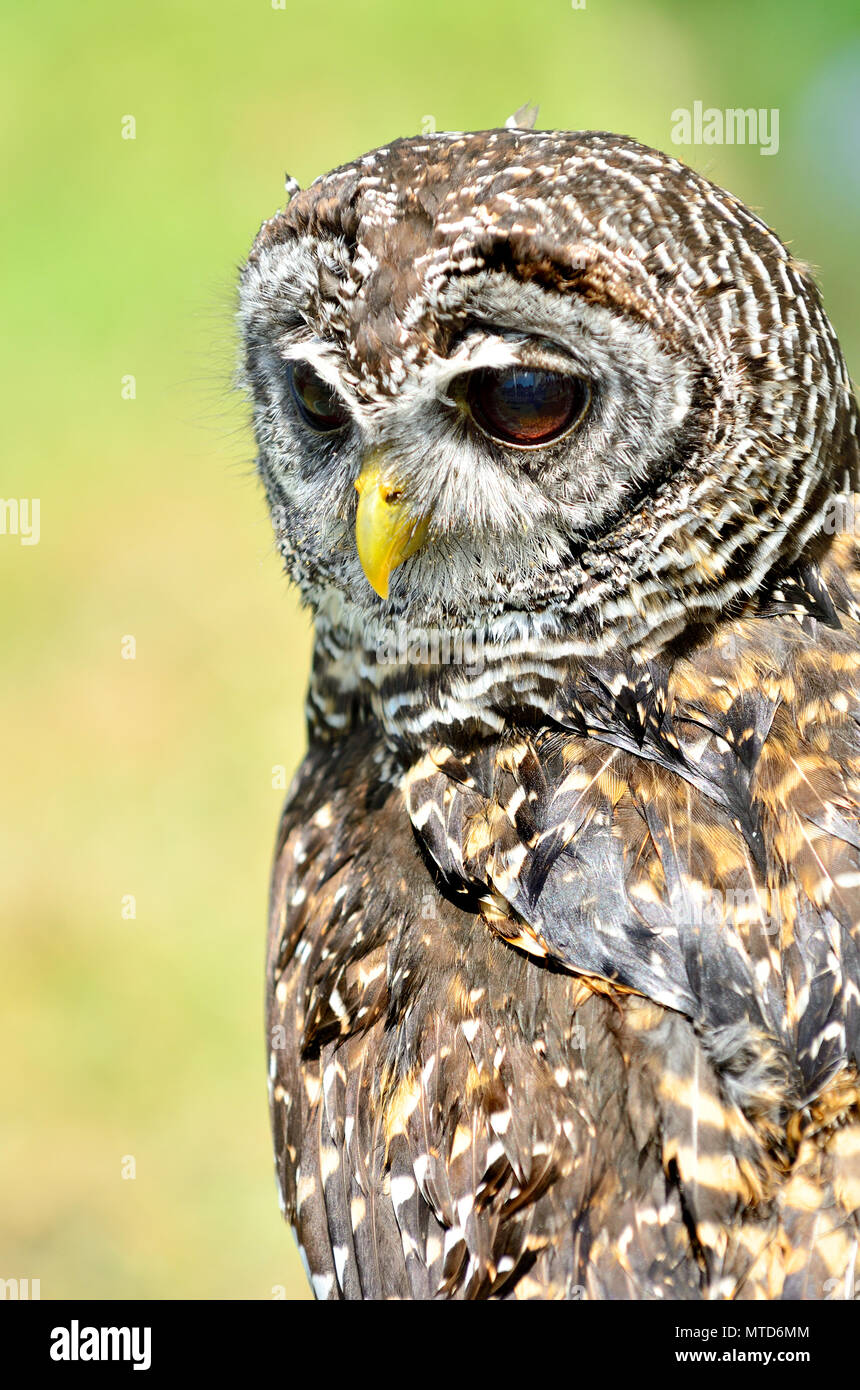 Owl (Strix chacoensis Chaco) trouvés dans l'ouest de la Bolivie, Paraguay et nord de l'Argentine. Des oiseaux en captivité en Angleterre Banque D'Images