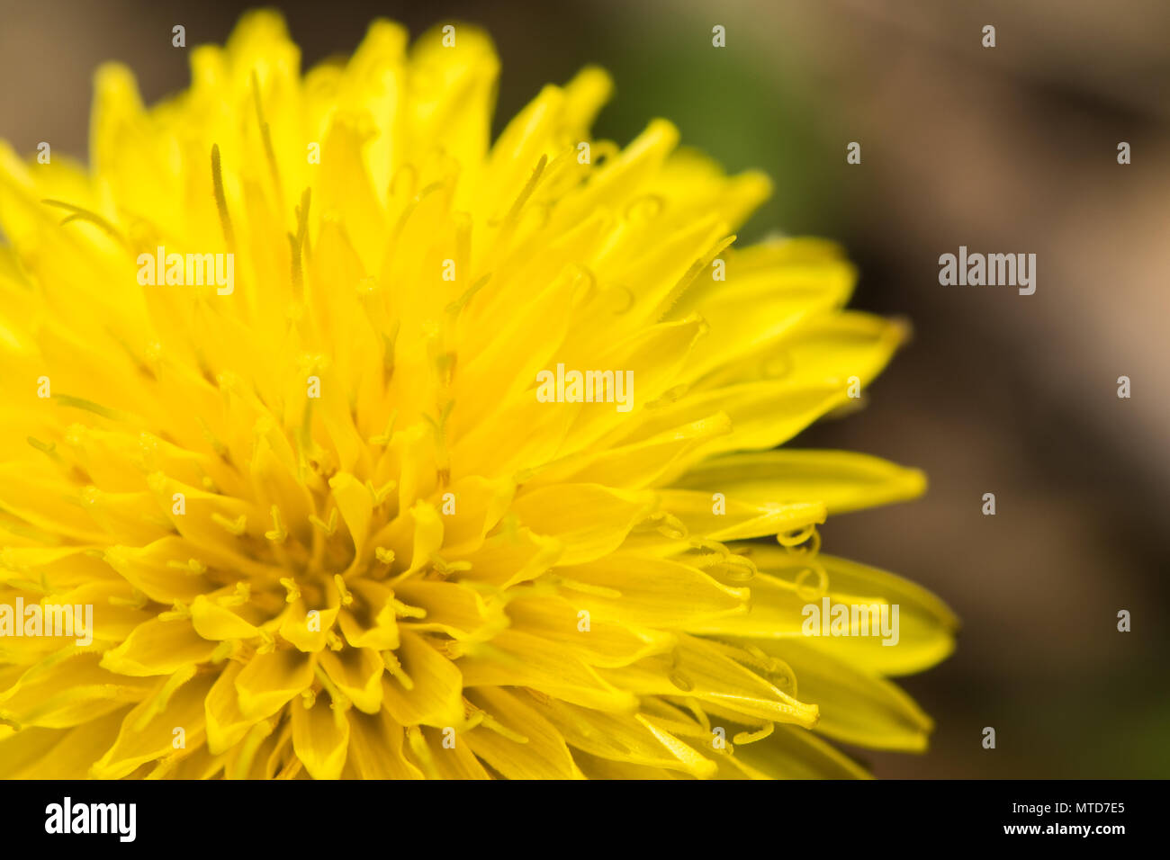 Pissenlit fleur jaune Close Up Banque D'Images