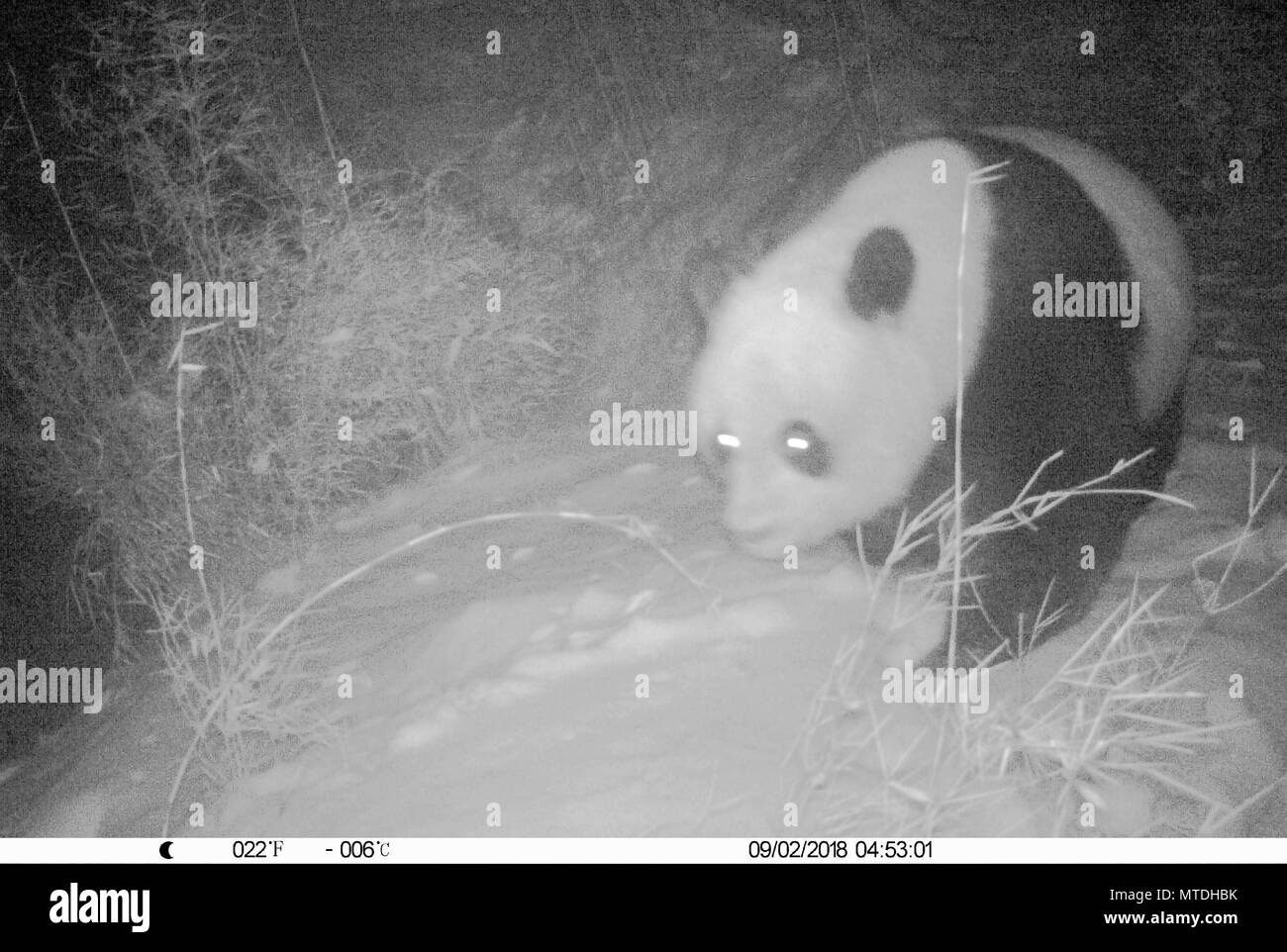 . Junxiao Feb 9, 2018. Photo prise le 9 février 2018 par une caméra infrarouge montre un grand panda sauvage dans la réserve naturelle nationale de Baishuijiang dans le nord-ouest de la Chine, la province du Gansu. Baishuijiang Crédit : Réserve naturelle nationale/Xinhua/Alamy Live News Banque D'Images