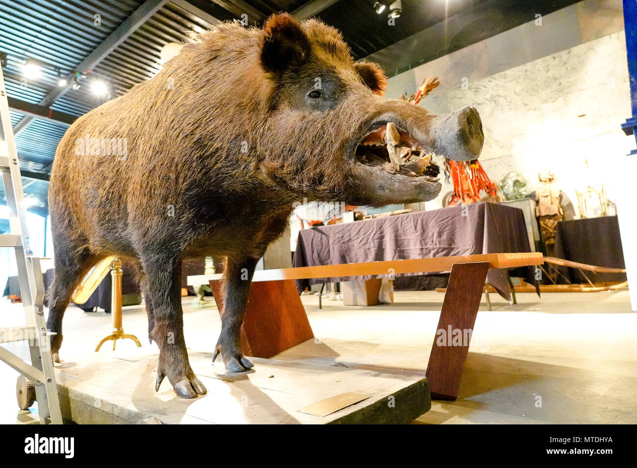 Sous embargo jusqu'au 12 midi 29 mai 2018. Stane Street, Ardenne. 29 mai 2018. Un ensemble de très rares artefacts pour vente à la place de l'été, les ventes aux enchères en Ardenne à West Sussex. Un montage complet des sangliers sur chariot en bois avec plaque en laiton gravé avec les détails et la date 1897. Les objets font partie du "Jardin de l'histoire naturelle et l'exposition de l'Art Tribal. Credit : james jagger/Alamy Live News Banque D'Images