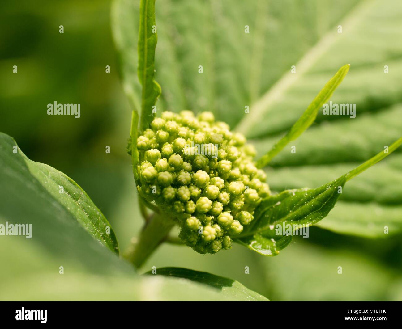 Les jeunes plantes en fleurs d'hortensia en détail, gros plan sur shot Banque D'Images