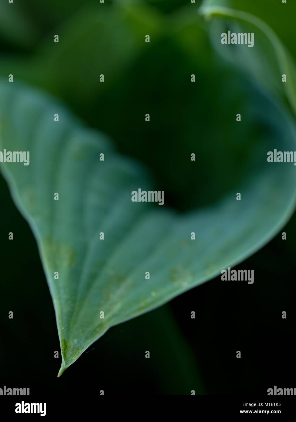 Contour des feuilles de l'hostа plan, une végétation luxuriante. Feuilles de couleur vert foncé d'une plante. Le hosta dans le jardin Banque D'Images
