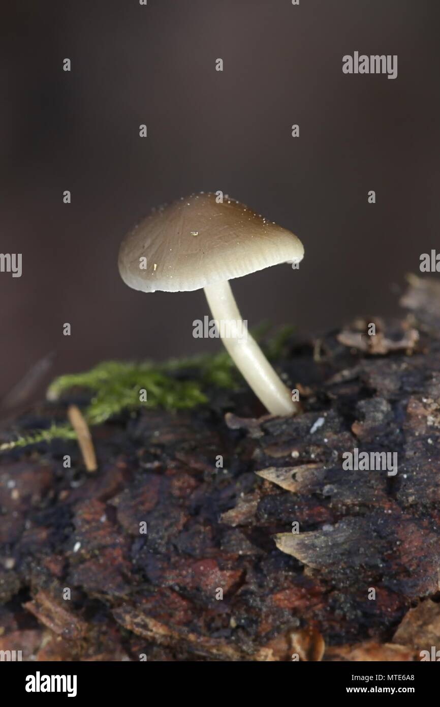Sprucecone (Strobilurus esculentus), champignons sauvages comestibles provenant de la Finlande Banque D'Images