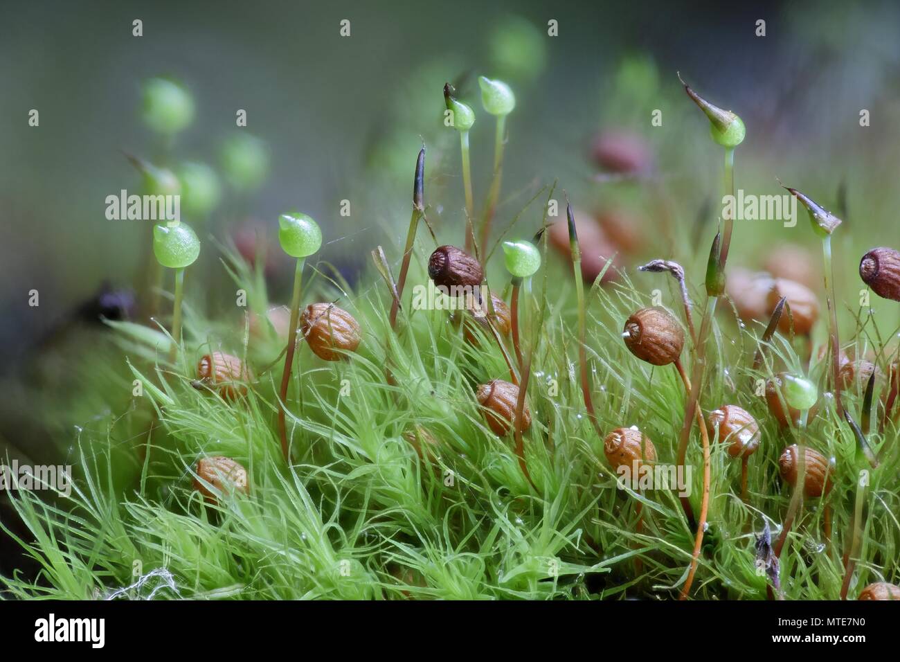 Apple-moss (Bartramia pomiformis), anciennes et nouvelles capsules spore Banque D'Images