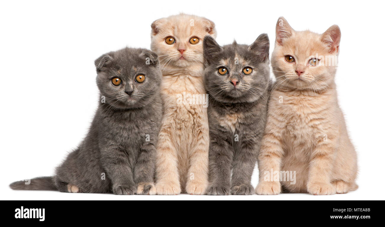 Scottish Fold et British Shorthair chatons, 10 semaines old, in front of white background Banque D'Images