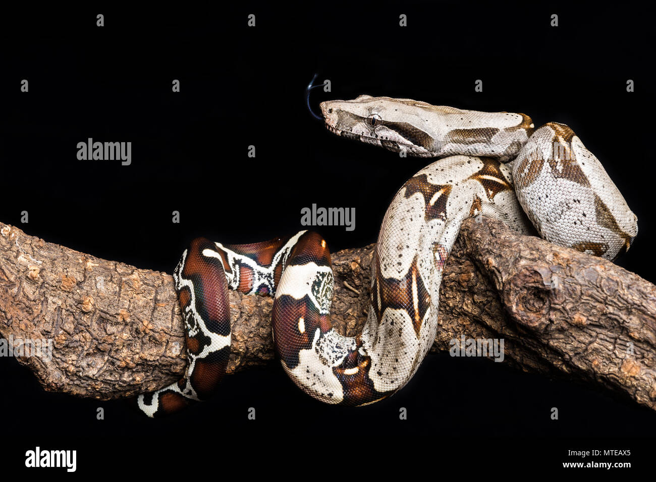 Boa constrictor / Red-tailed boa Banque D'Images