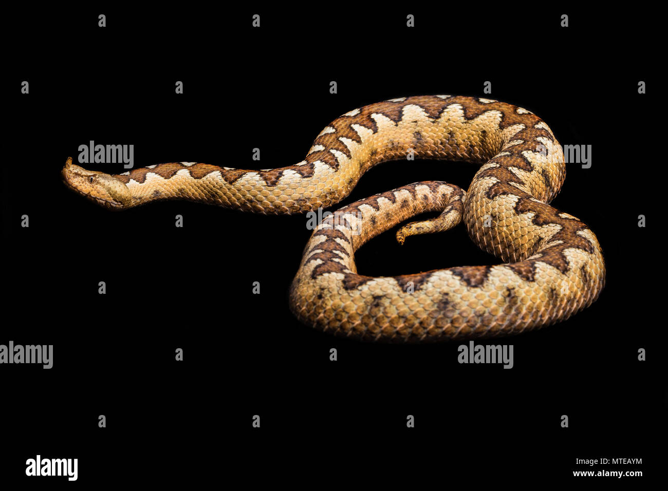 Vipera ammodytes ammodytes Banque D'Images
