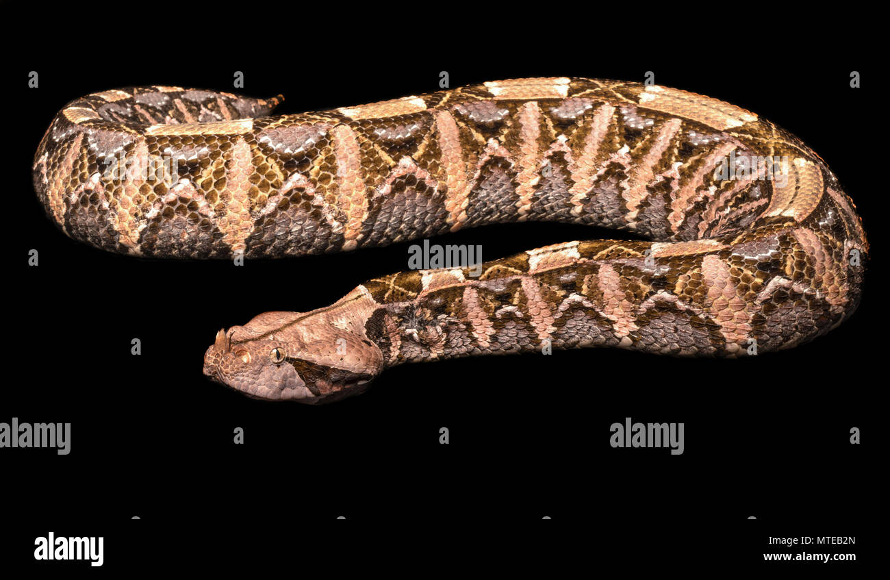 L'Afrique de l'Ouest / Bitis rhinoceros gaboon viper Banque D'Images