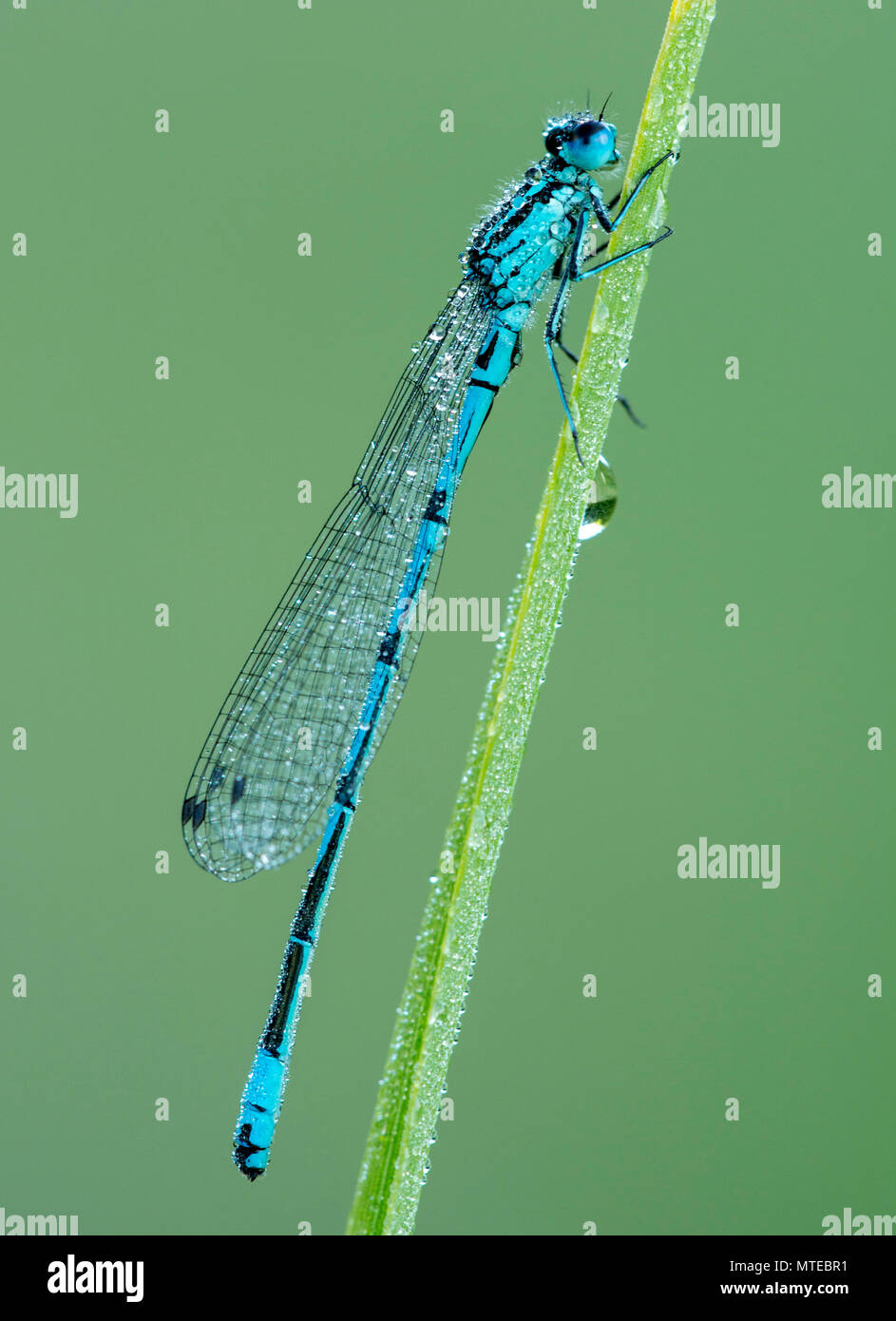 Demoiselle d'Azur (Coenagrion puella) est assis sur l'herbe couverte de rosée du matin, homme, Burgenland, Autriche Banque D'Images