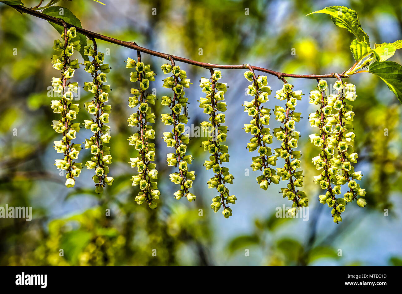 Branche d'un arbre avec stachyurus chinensis 9 brindilles avec rhytmically arrangé fleurs vert jaunâtre Banque D'Images Branche d'un arbre avec stachyurus chinensis 9 brindilles avec rhytmically arrangé fleurs vert jaunâtre Banque D'Images