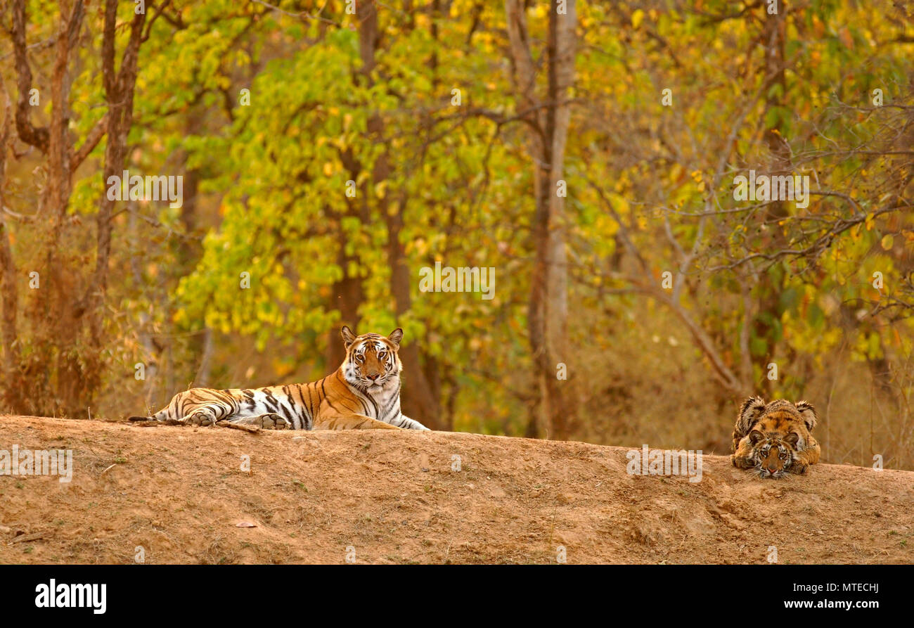 Tigre du Bengale (Panthera tigris tigris), tigresse avec de jeunes se trouvant sur une colline, Bandhavgarh National Park, Madhya Pradesh, Inde Banque D'Images