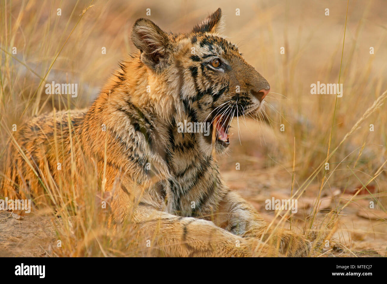 Tigre du Bengale (Panthera tigris tigris), les jeunes de bâiller, animal portrait, Bandhavgarh National Park, le Madhya Pradesh, Inde Banque D'Images