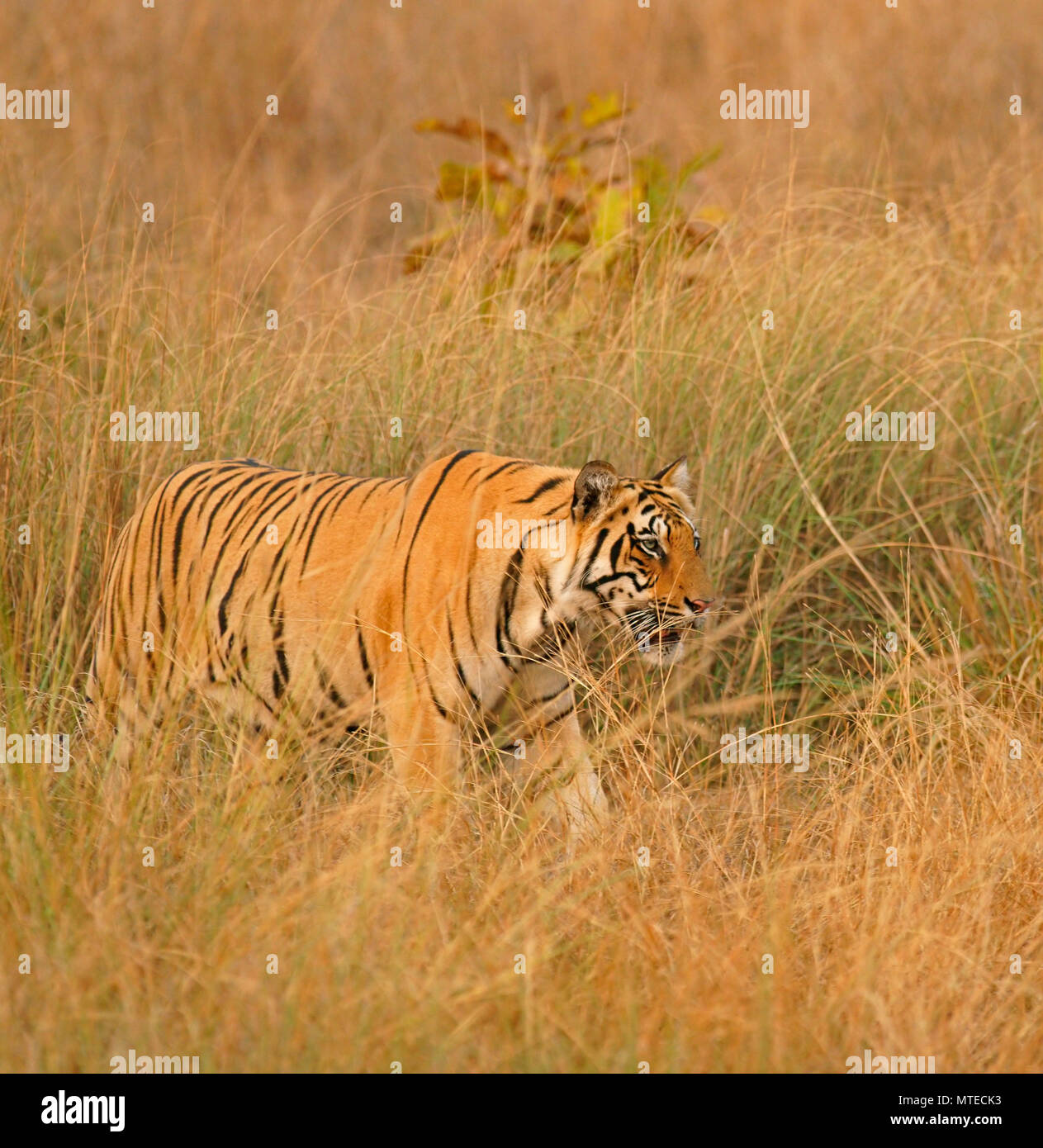 Tigre du Bengale (Panthera tigris tigris), furtivement attentivement dans l'herbe, la Réserve de tigres de Tadoba, Maharashtra, Inde Banque D'Images