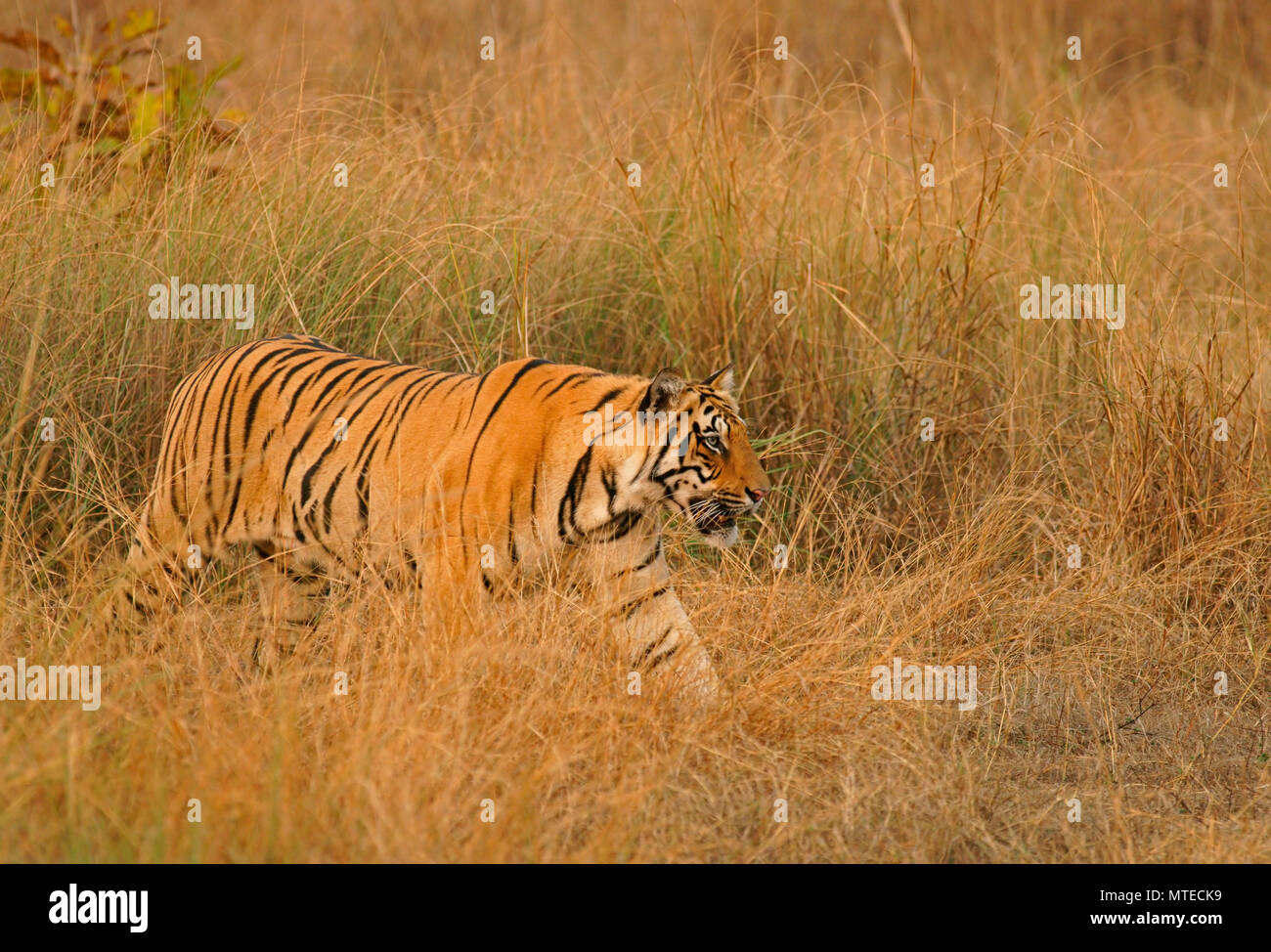 Tigre du Bengale (Panthera tigris tigris), furtivement attentivement dans l'herbe, la Réserve de tigres de Tadoba, Maharashtra, Inde Banque D'Images