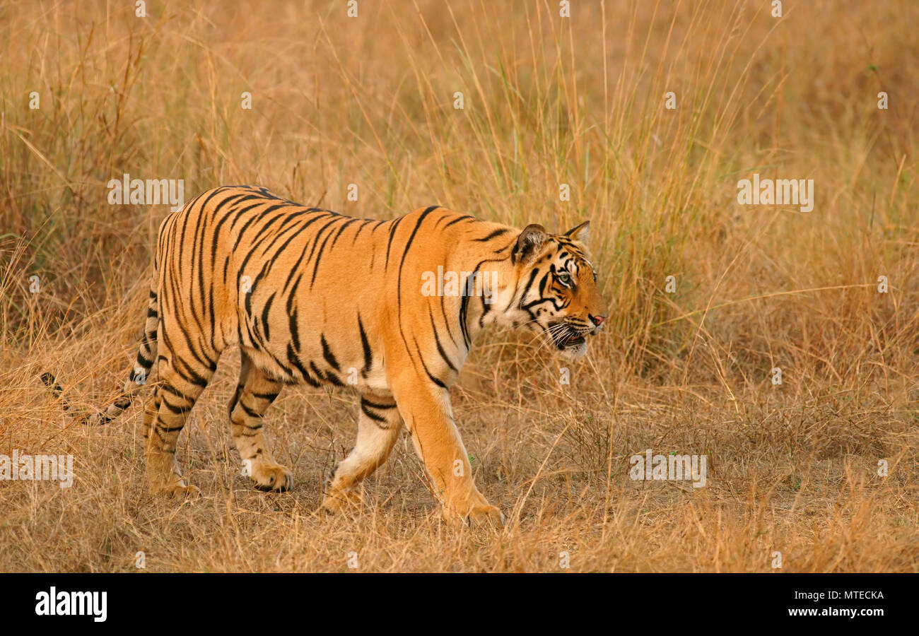 Tigre du Bengale (Panthera tigris tigris), furtivement attentivement dans l'herbe, la Réserve de tigres de Tadoba, Maharashtra, Inde Banque D'Images