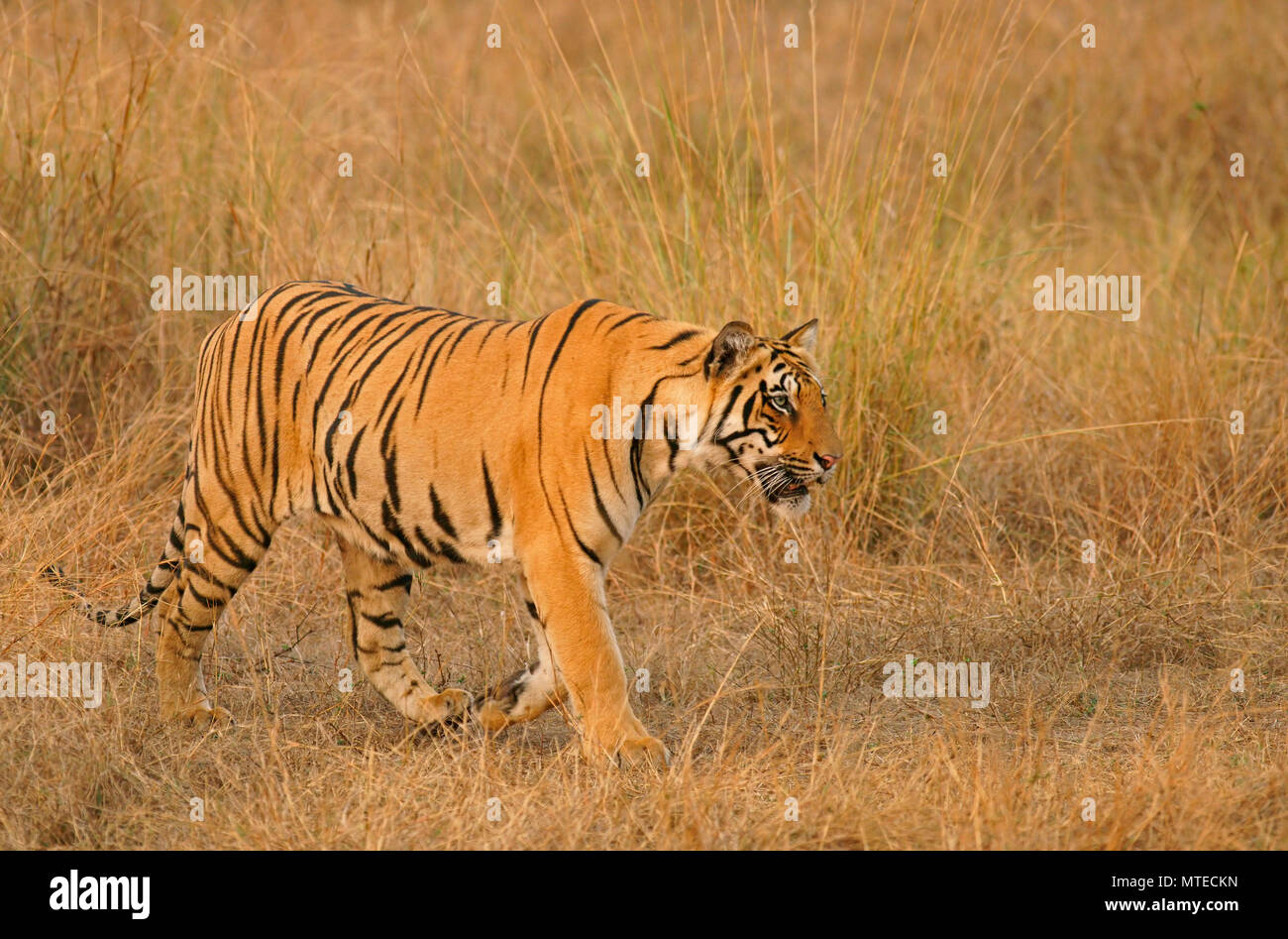 Tigre du Bengale (Panthera tigris tigris), furtivement attentivement dans l'herbe, la Réserve de tigres de Tadoba, Maharashtra, Inde Banque D'Images
