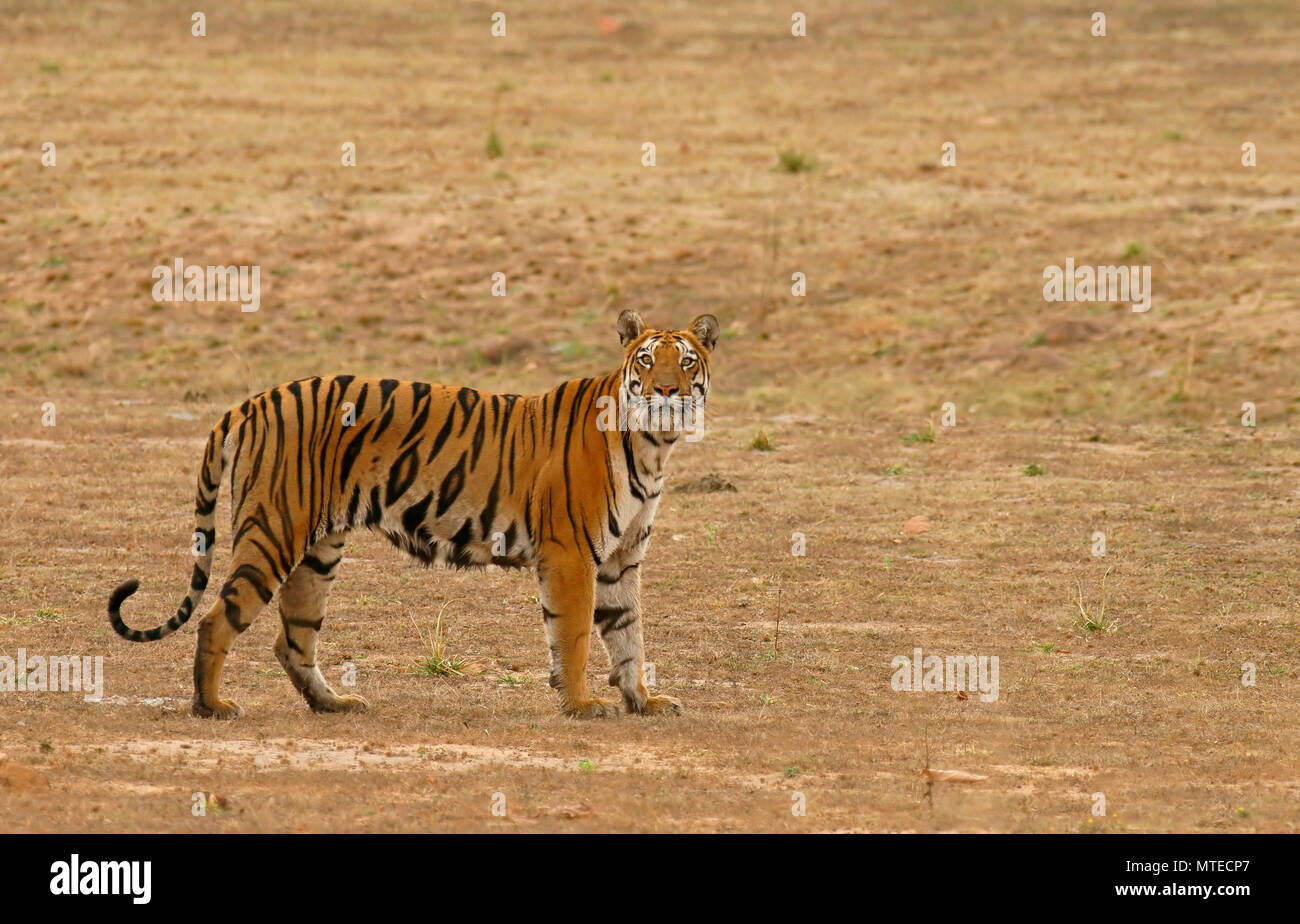 Tigre du Bengale (Panthera tigris tigris), vue dans l'appareil photo, la Réserve de tigres de Tadoba, Maharashtra, Inde Banque D'Images