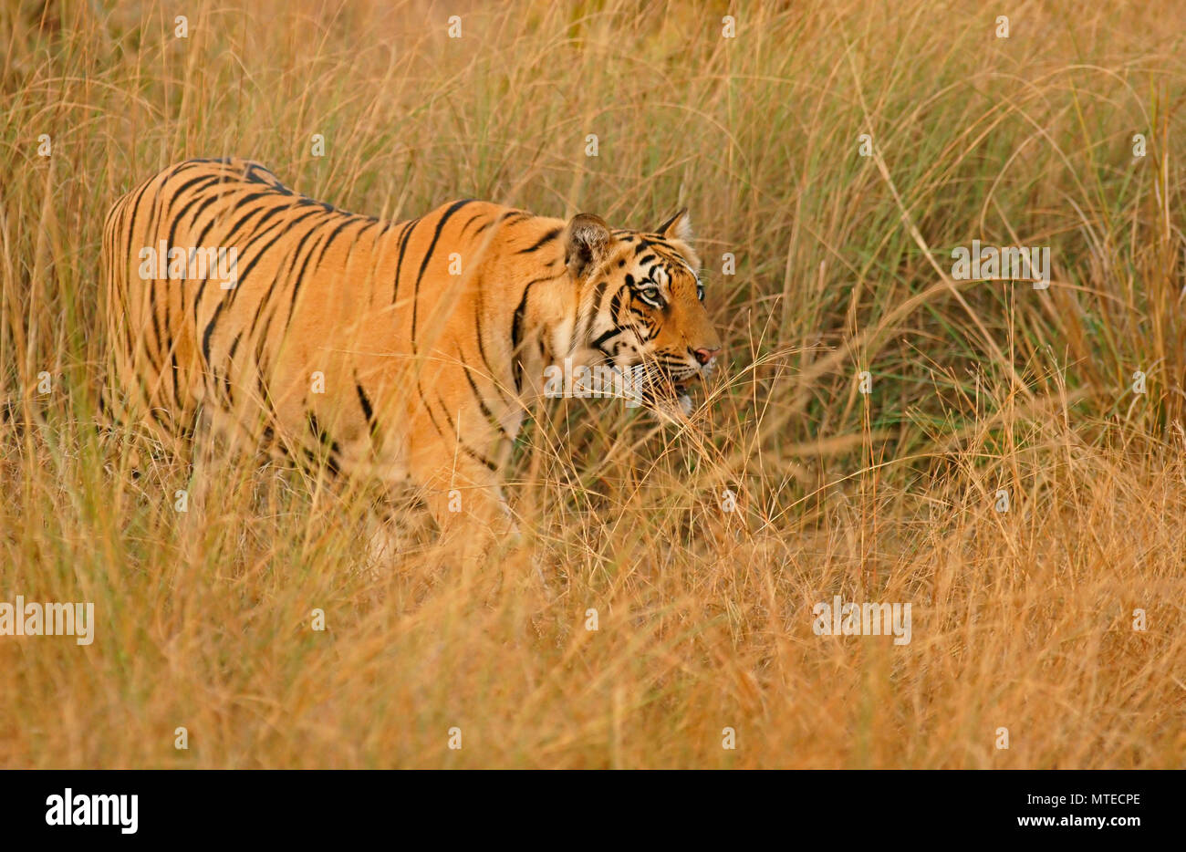 Tigre du Bengale (Panthera tigris tigris), furtivement attentivement dans l'herbe, la Réserve de tigres de Tadoba, Maharashtra, Inde Banque D'Images