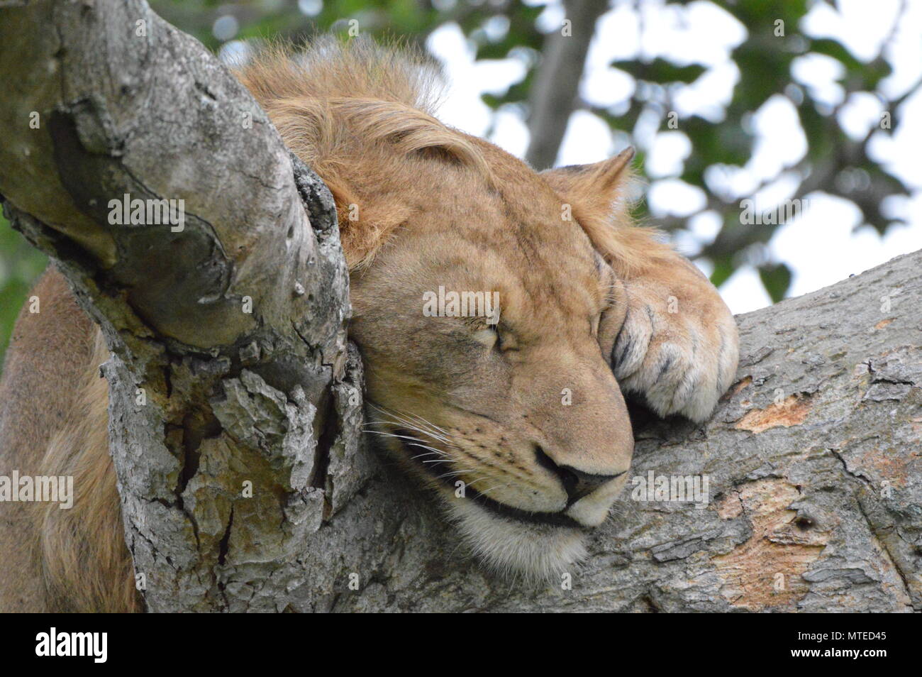 Lion dort sur arbre à Ishasha, Ouganda Banque D'Images