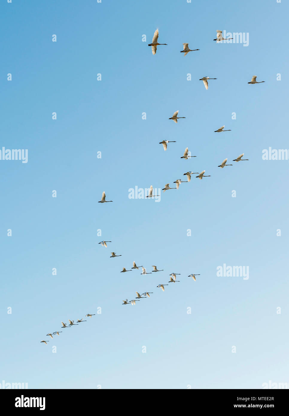 Troupeau d'oiseaux, de cygnes chanteurs de vol (Cygnus cygnus) en formation, le sud de l'Islande, Islande Banque D'Images