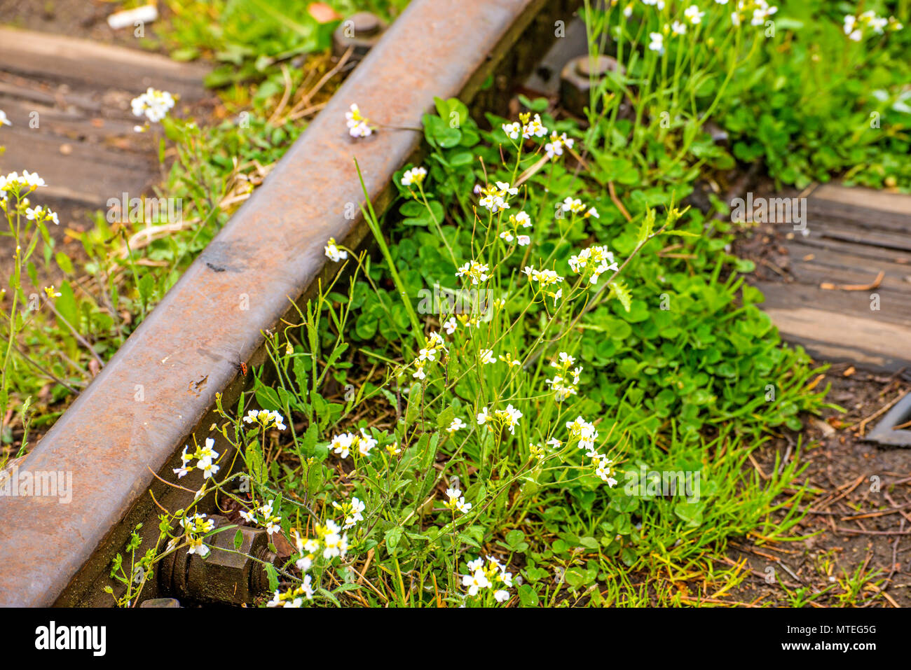 Rails de l'ordre de fleurs Banque D'Images