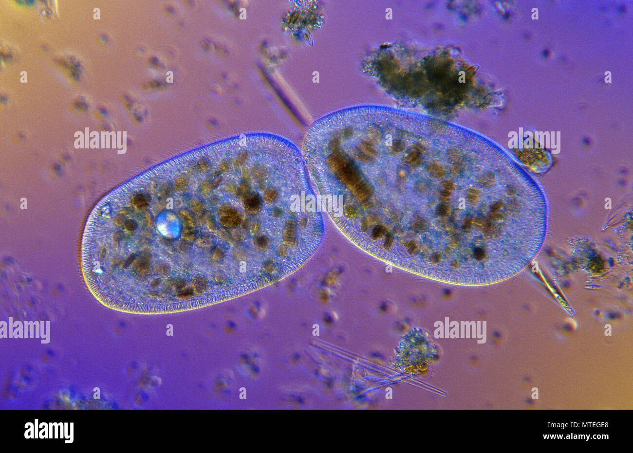 Bipartition.La division cellulaire.Ciliata microscopie optique.protozoaire. Banque D'Images