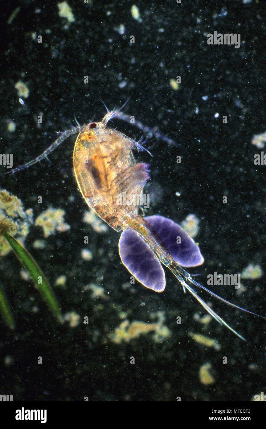 Oeufs de crustacé copépode.Microscopie optique.d'invertébrés. Banque D'Images