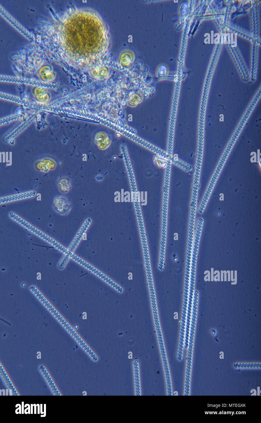 Spirulina sp.cyanobactéries.procaryotes microscopie optique. Banque D'Images