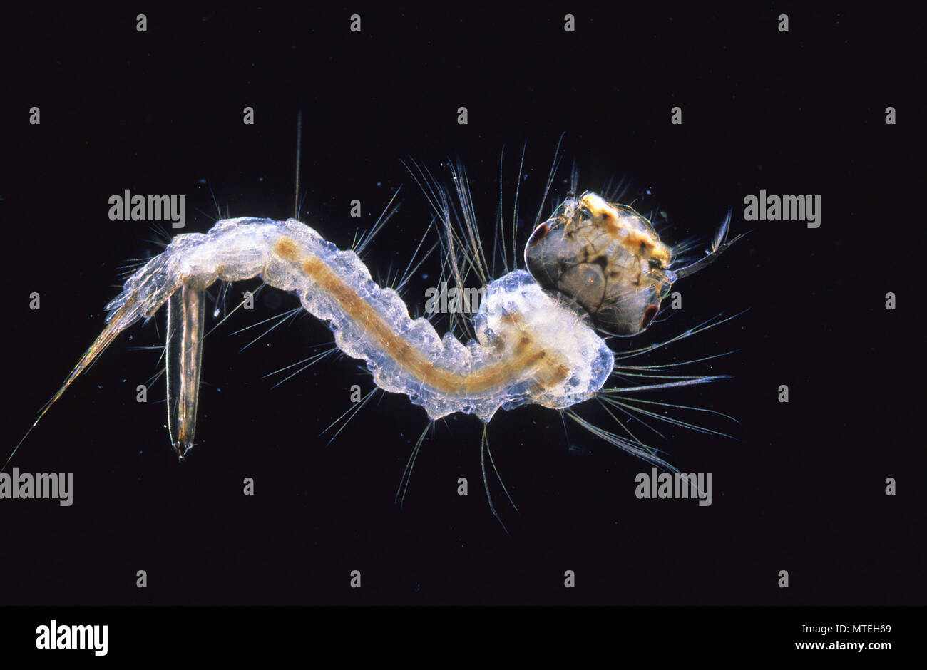 Culex pipiens.Larve d'Insectes Invertébrés gnad.microscopie optique.. Banque D'Images